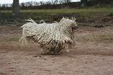 KOMONDOR 096